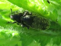 Rhinocyllus conicus, Distel-Kurzrüssler