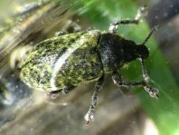 Rhinocyllus conicus, Distel-Kurzrüssler