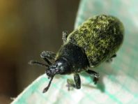Rhinocyllus conicus, Distel-Kurzrüssler