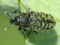 Rhinocyllus conicus, Distel-Kurzrüssler