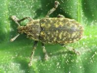 Rhinocyllus conicus, Distel-Kurzrüssler