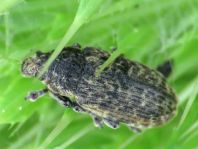 Rhinocyllus conicus, Distel-Kurzrüssler