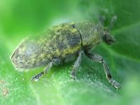 Rhinocyllus conicus, Distel-Kurzrüssler