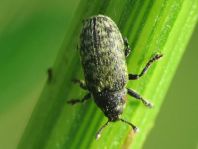 Rhinocyllus conicus, Distel-Kurzrüssler