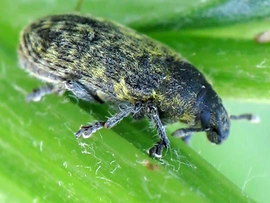Rhinocyllus conicus, Distel-Kurzrüssler