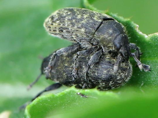 Rhinocyllus conicus, Distel-Kurzrüssler