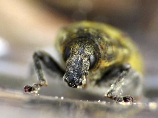 Rhinocyllus conicus, Distel-Kurzrüssler