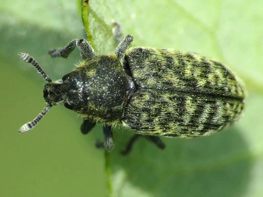 Rhinocyllus conicus, Distel-Kurzrüssler