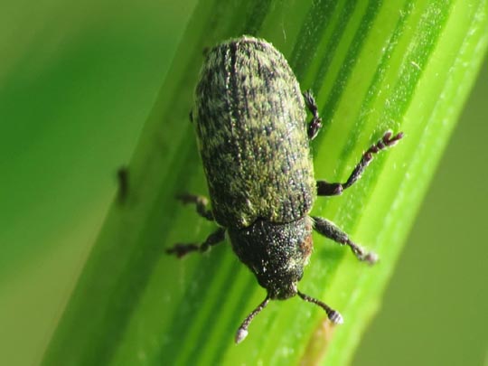 Rhinocyllus conicus, Distel-Kurzrüssler