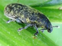 Rhinocyllus conicus, Distel-Kurzrüssler