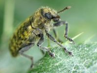 Rhinocyllus conicus, Distel-Kurzrüssler