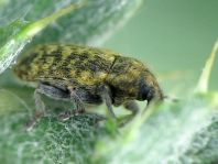 Rhinocyllus conicus, Distel-Kurzrüssler