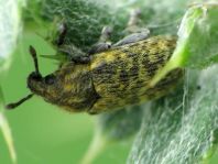 Rhinocyllus conicus, Distel-Kurzrüssler