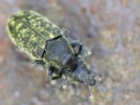 Rhinocyllus conicus, Distel-Kurzrüssler