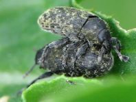 Rhinocyllus conicus, Distel-Kurzrüssler