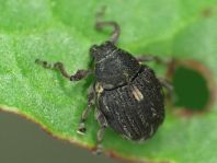 Rhinoncus pericarpius