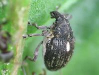 Rhinoncus pericarpius