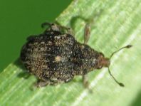 Rhinoncus bruchoides