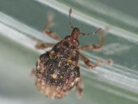 Rhinoncus bruchoides