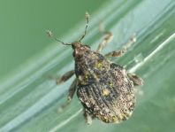 Rhinoncus bruchoides