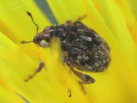 Rhinoncus bruchoides