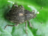 Rhinoncus pericarpius
