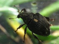 Rhinoncus pericarpius