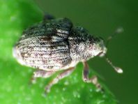 Rhinoncus bruchoides