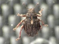 Rhinoncus pericarpius