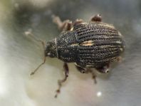 Rhinoncus pericarpius