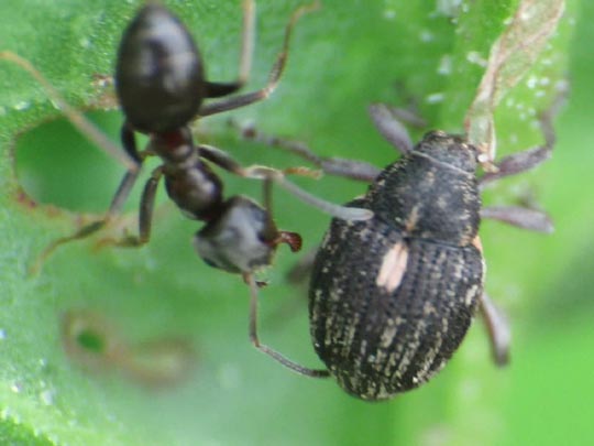 Rhinoncus pericarpius