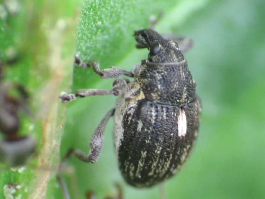 Rhinoncus pericarpius