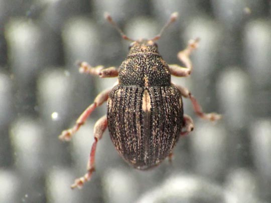Rhinoncus pericarpius