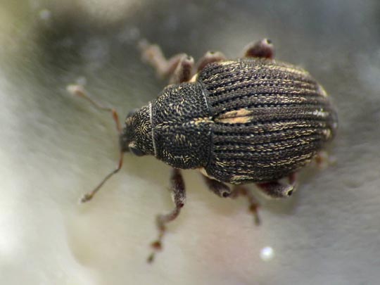 Rhinoncus pericarpius