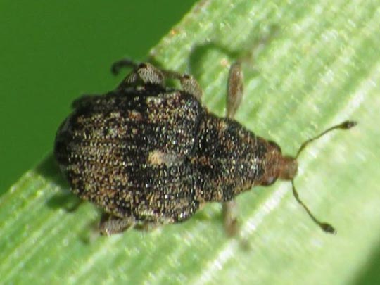 Rhinoncus bruchoides