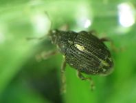 Rhinoncus pericarpius