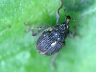 Rhinoncus pericarpius
