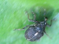 Rhinoncus pericarpius