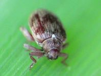 Rhynchaenus testaceus