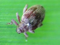Rhynchaenus testaceus