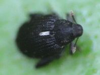 Rhynchaenus jota