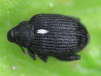 Rhynchaenus jota