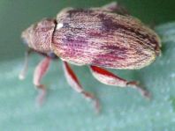 Rhynchaenus testaceus