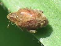 Rhynchaenus quercus