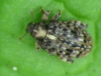 Rhynchaenus pilosus