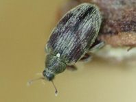 Rhynchaenus testaceus