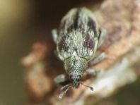 Rhynchaenus testaceus