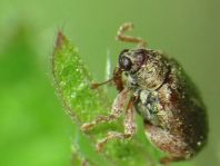 Rhynchaenus quercus