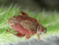 Rhynchaenus quercus