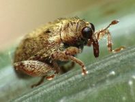 Rhynchaenus quercus